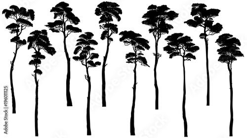 Silhouettes of tall trees with leaves (pine, cedar, sequoia).