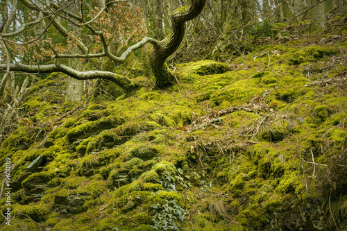 Rural winter woodland Landscape, Wales, UK photo