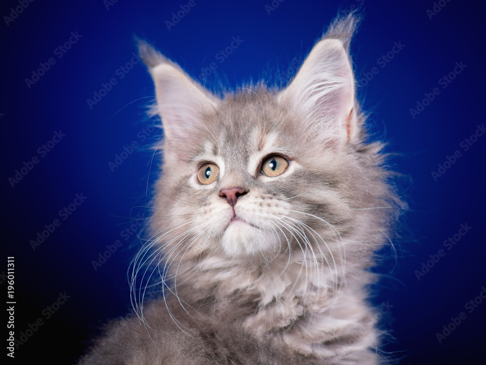 Funny Maine Coon kitten 2 months old looking away. Close-up studio photo of gray little cat on blue background. Portrait of beautiful domestic kitty.