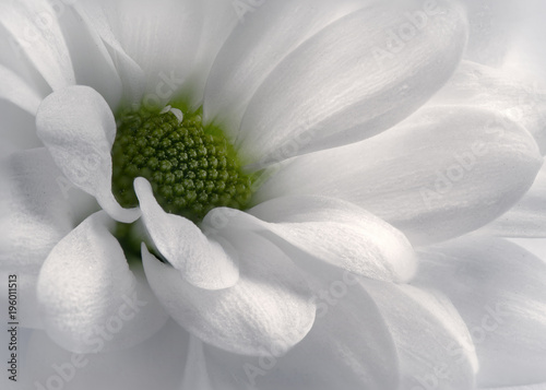 Flower Daisy Chrysanthemum Macro