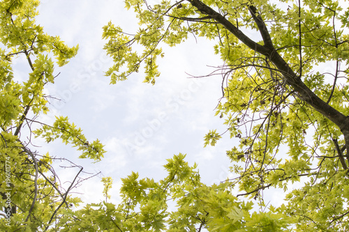 Tree branches against the sky. Green branches and blue sky