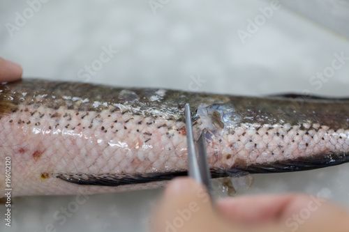 Fish samples to find parasite samples of education in laboratory.