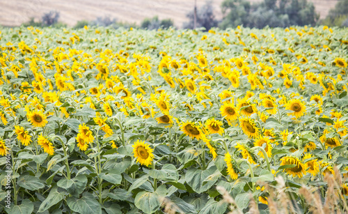 Field with sunflowers. Young sunflowers. agriculture and agronomy