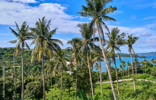 Wallpaper Mural Beautiful blue lagoon view through the palm trees Torontodigital.ca
