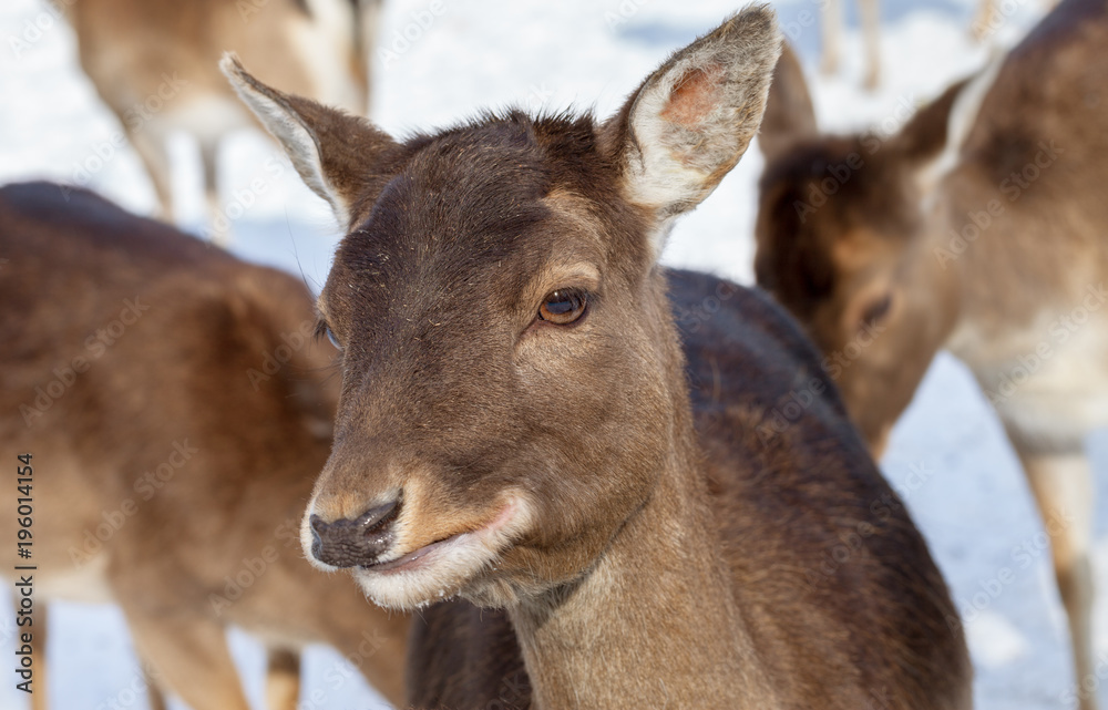 Fototapeta premium Maral deer on the field.