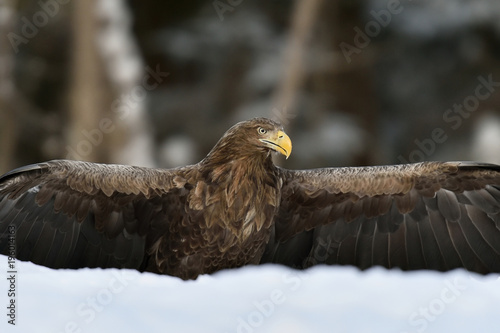 Eagle wingspread in snow