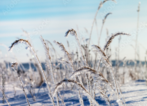 Frosted grass in winter.