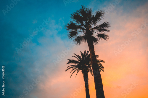 silhouettes of palms on warm and cold colored background