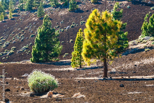  pine forest on lava rocks at the Teide National Park in Tenerife, Spain