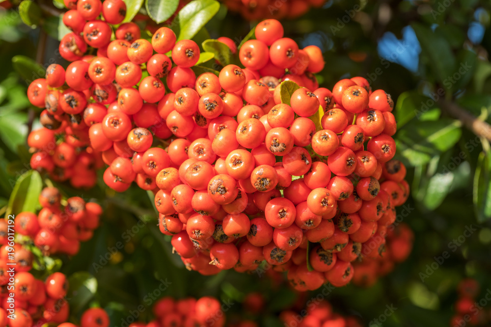 Rowan tree with berry against blue sky Rowan tree with berry against blue sky