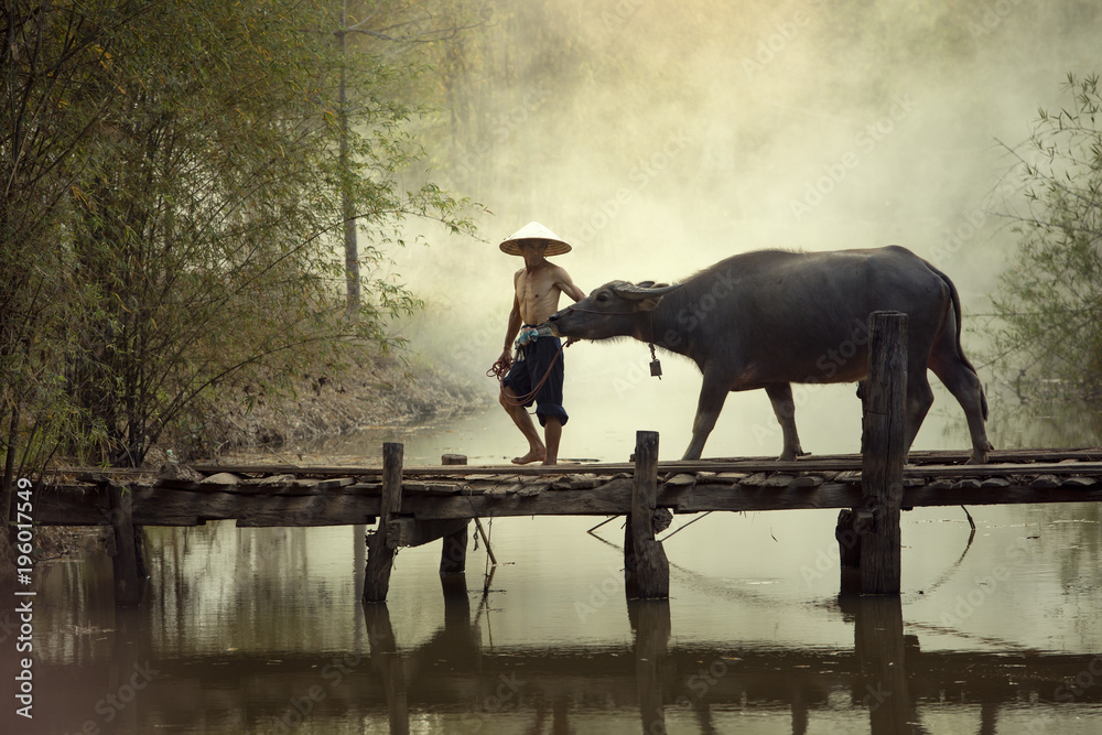 Φωτογραφία Thai farmer man with buffalo walking on the bridge for going  to field