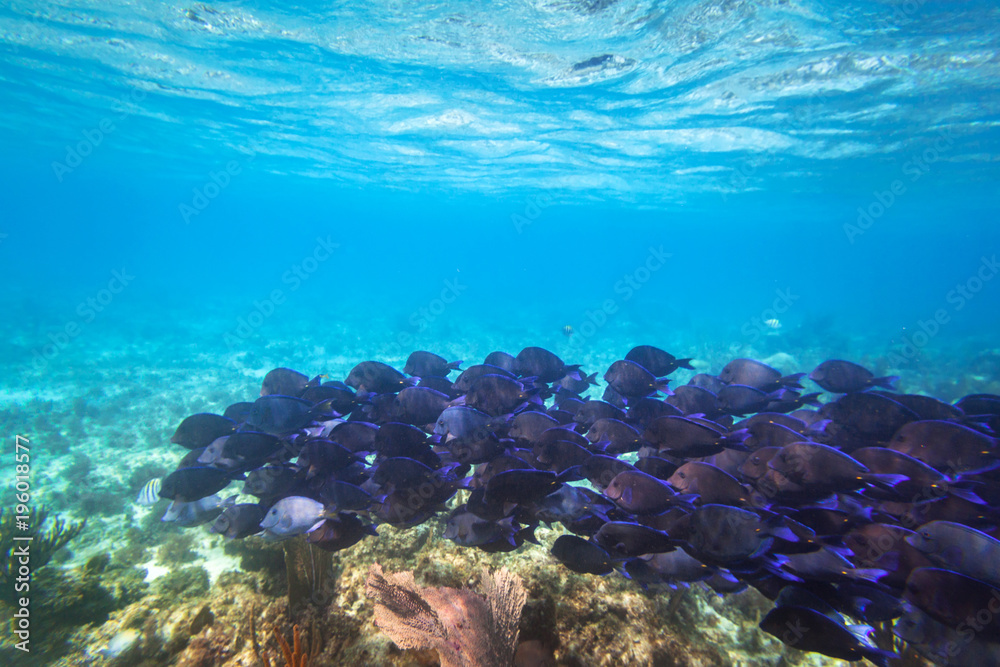 Shoal of blue fishes in the Caribbean Sea of Mexico