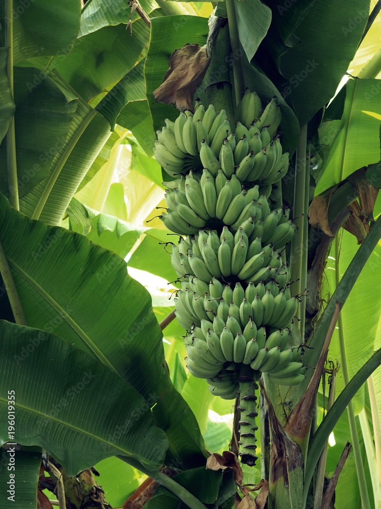 Green Raw Cavendish Banana Fresh Bunch Gros Michel Fruits Growing Stock  Photo by ©AirUbon 225819962