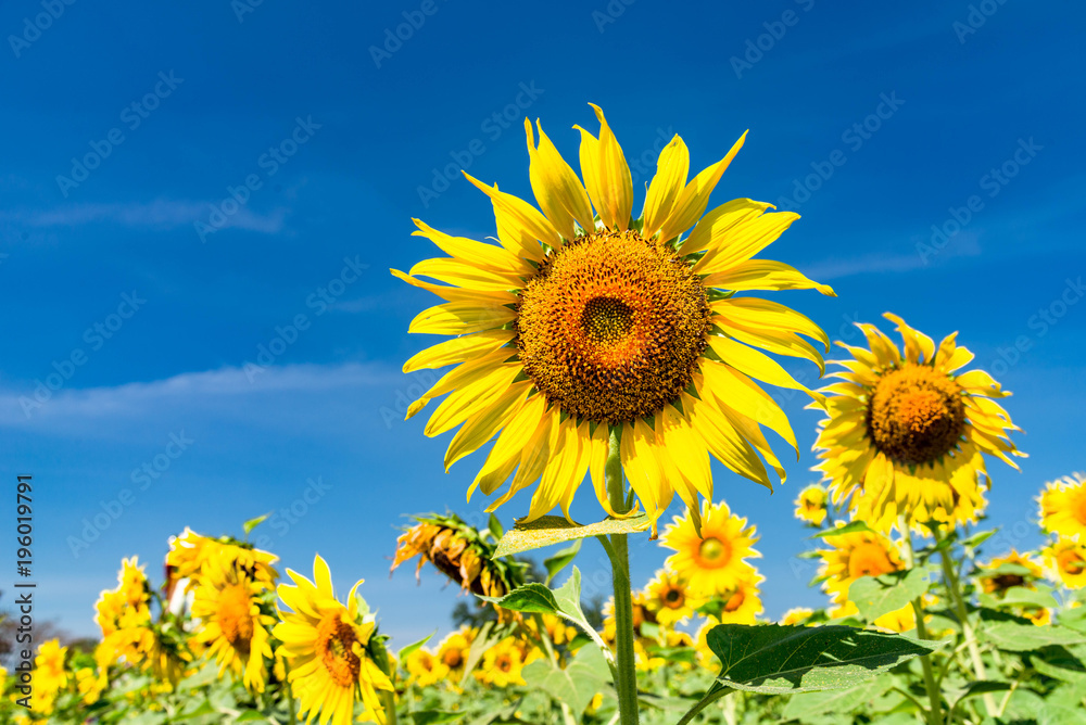 Sunflower with a sky background. with copy space for your text message or use for background. Sunflower with a sky background. with copy space for your text message or use for background.