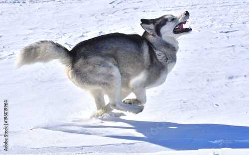 the wolf swiftly runs across the snow-covered plain
