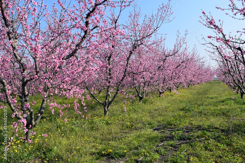 The peach trees are in bloom in the garden.The road to peach orchard.Spring garden with flowering trees 