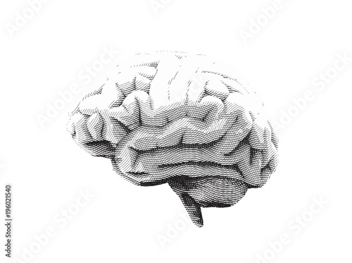 Engraved human brain illustration