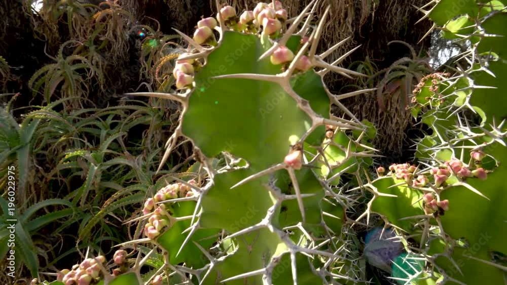 Steadicam orbiting to the right around a green long thorned cactus. Steadicam orbiting to the right around a green long thorned cactus.