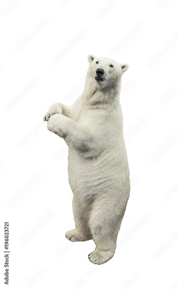 Fototapeta premium Stojący niedźwiedź polarny. Pojedynczo na białym tle