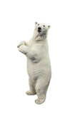 Standing polar bear. Isolated over white background