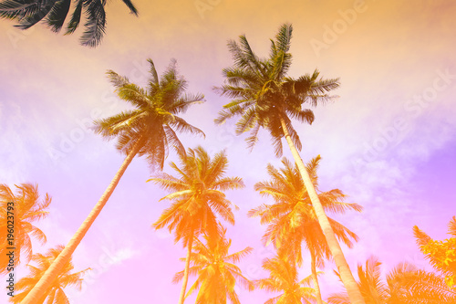 Palm trees at tropical beach coast,summer holiday concept background