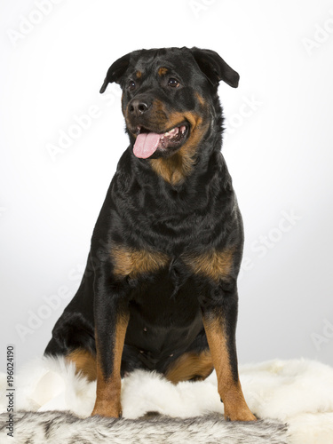 Rottweiler portrait. Image taken in a studio.