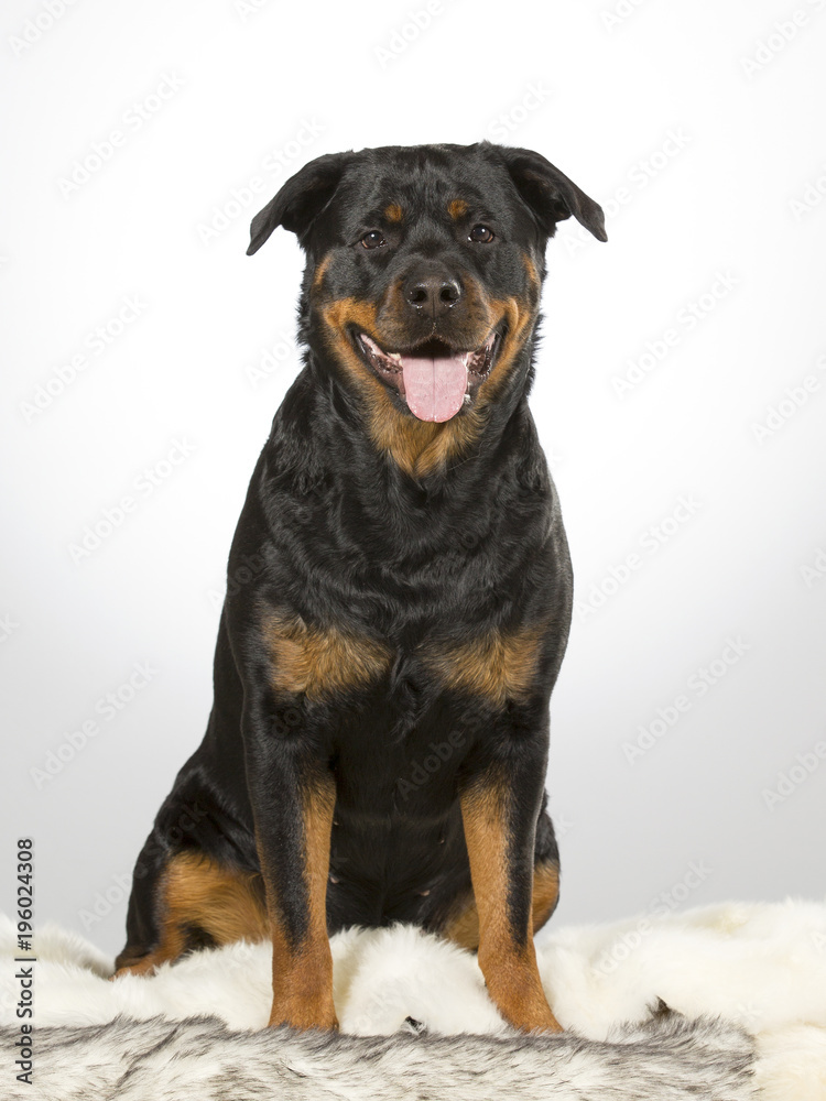 Fototapeta premium Rottweiler portrait. Image taken in a studio.