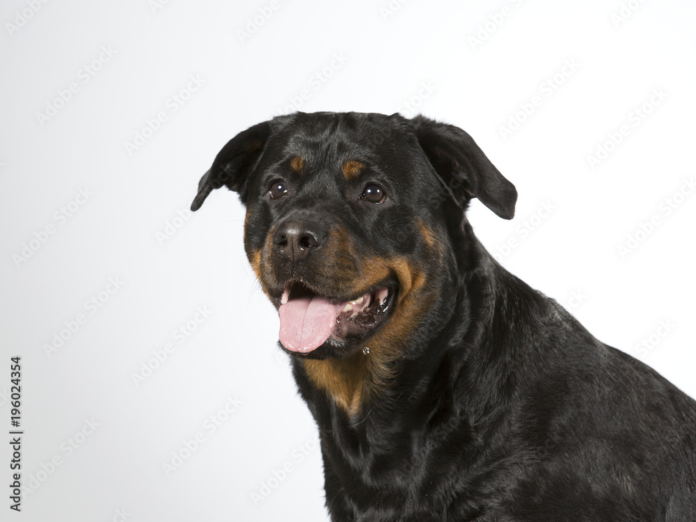 Rottweiler portrait. Image taken in a studio. Rottweiler portrait. Image taken in a studio.