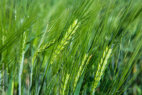 Green barley grass field detail