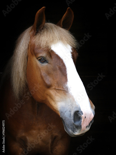 Chestnut Horse Headshot