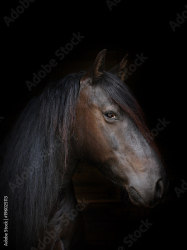 Black Pony head shot © Nigel Baker
