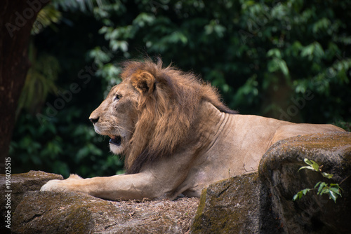 Lion king is relaxing on the stones outdoors. Formidable predator is lies on the ground in a warm day on the nature background
