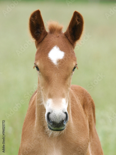Pretty Foal