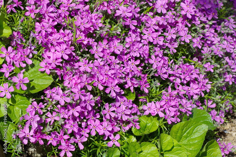 Blooming Phlox subulate (lat. Phlox subulata), background