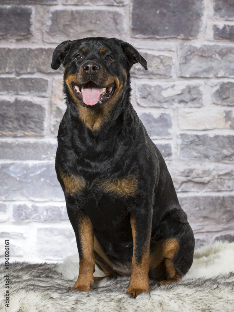 Rottweiler portrait in a studio. Stone wall in the background.