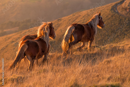 horses photo