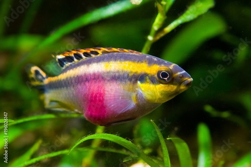 Pelvicachromis pulcher young female of freshwater fish from Afri