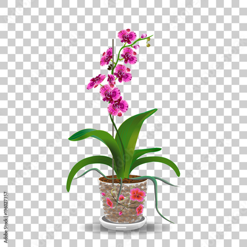 Phalaenopsis orchid in pot, pink, red flowers with orange and fioletette dots, green stem and leaves on white background, digital draw tropical plant, realistic vector 