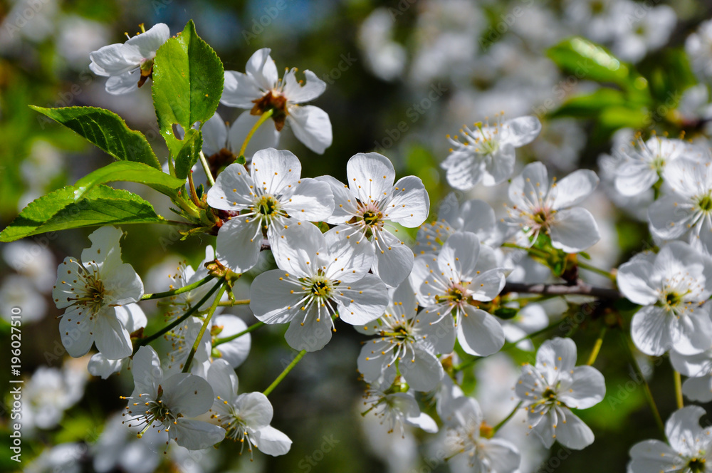 25 фотографий о цветении вишни по всему миру