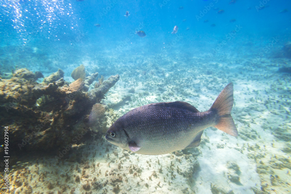 Fototapeta premium Fishes swimming in the Caribbean Sea of Mexico