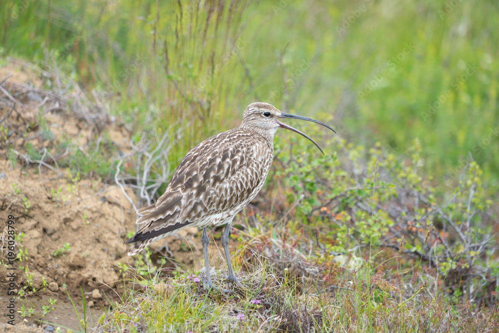Bekassine (Gallinago gallinago) in isländischer grüner Landschaft 