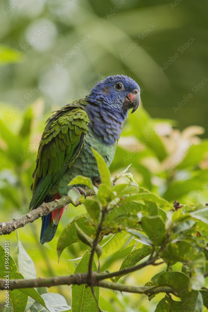 Obraz premium Small parrot, Amazon / Brazil