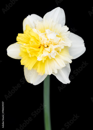 Fototapeta Naklejka Na Ścianę i Meble -  Bright spring narcissus
