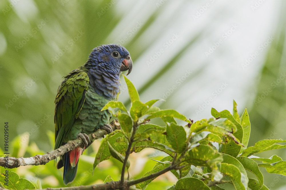 Obraz premium Small parrot, Amazon / Brazil