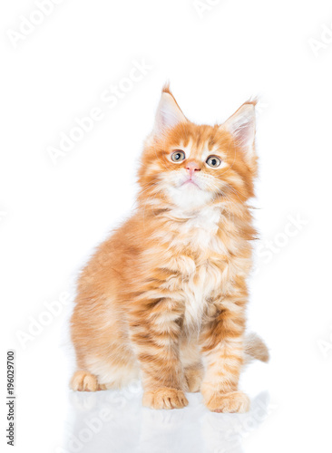 Fototapeta Naklejka Na Ścianę i Meble -  Maine Coon kitten