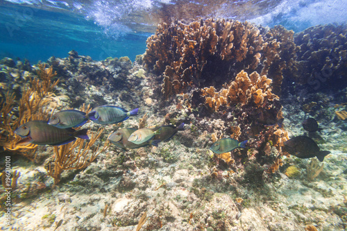 Fishes swimming in the Caribbean Sea of Mexico