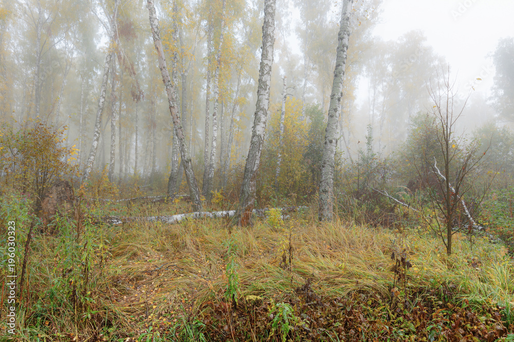 Misty morning in the woods in the fall. Morning, autumn. Birch grove near the city. Misty morning in the woods in the fall. Morning, autumn. Birch grove near the city.