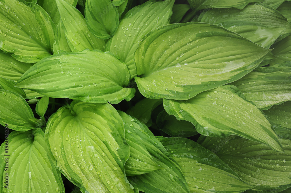 Obraz premium Wet leaves of Hosta Fortunei Gold Standard