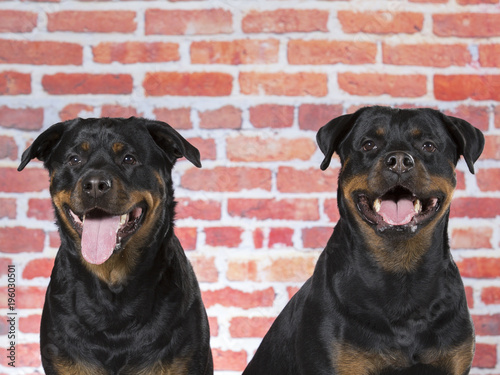 Two rottweilers in a studio.