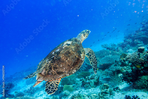 Hawksbill sea turtle. Red sea. Egypt. © Artur